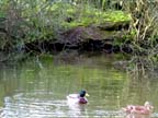 2duckstn.jpg