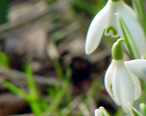 looksnowdrops1.jpg
